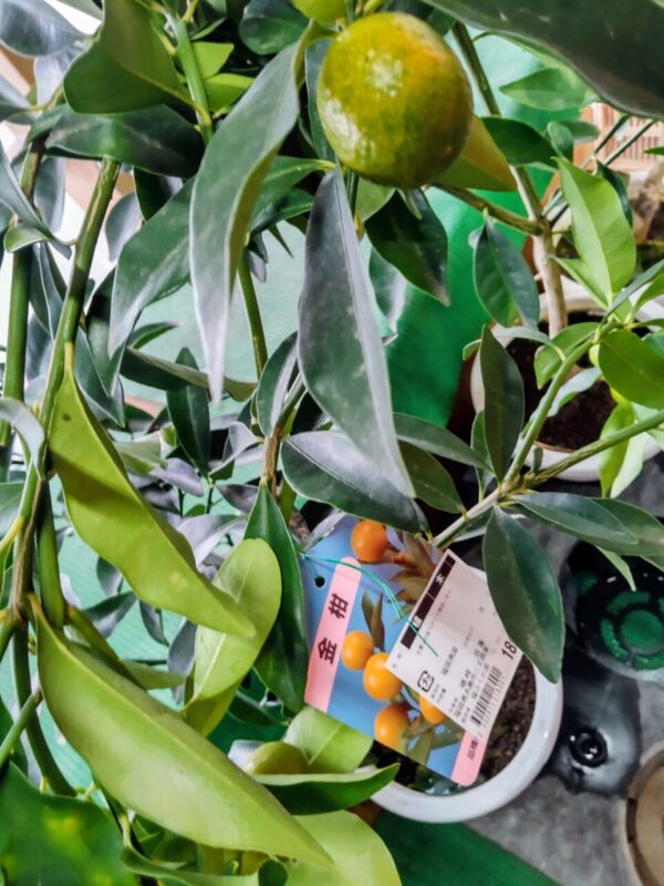 【福岡県糸島市】福ふくの里：二丈福吉の直売所・産直所