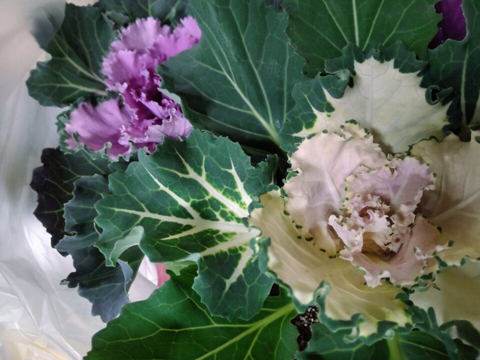 【福岡県糸島市】福ふくの里：二丈福吉の直売所・産直所