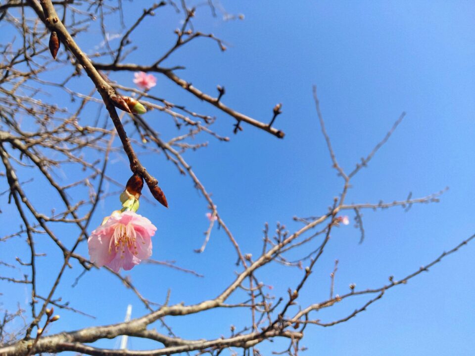 【福岡県糸島市】福ふくの里：二丈福吉の直売所・産直所