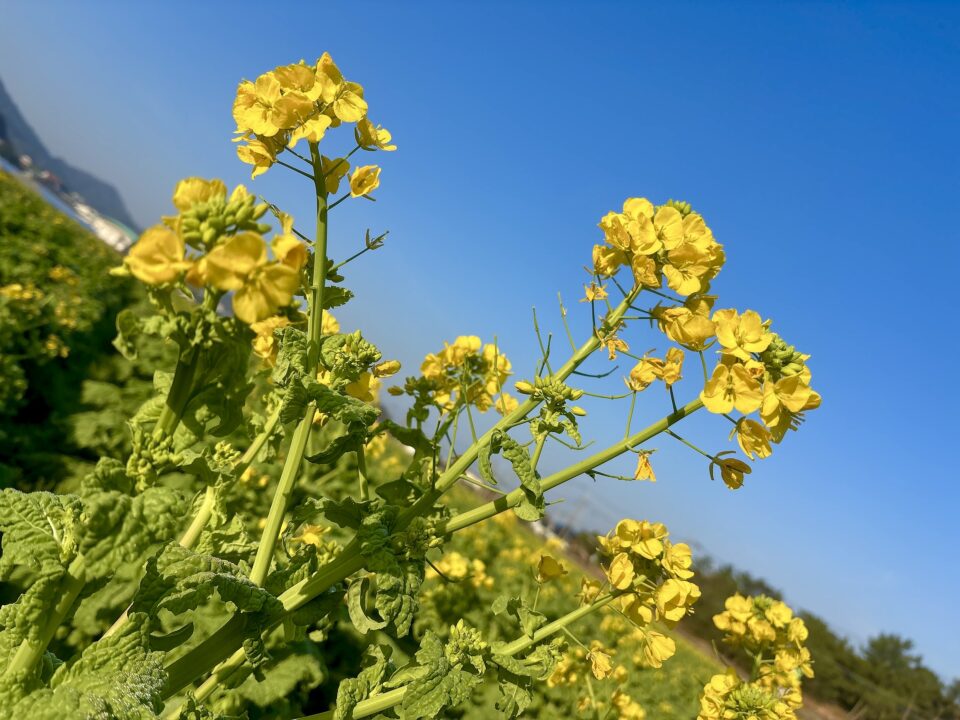 【福岡県糸島市】福ふくの里：二丈福吉の直売所・産直所