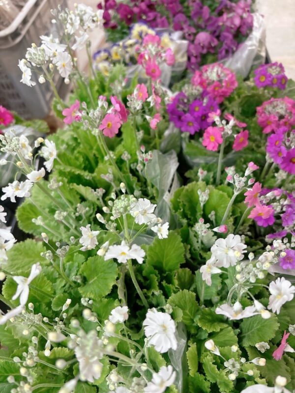 【福岡県糸島市】福ふくの里：二丈福吉の直売所・産直所