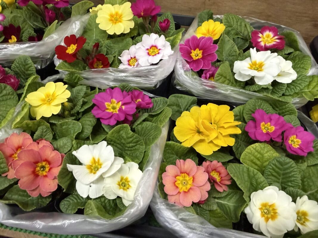 【福岡県糸島市】福ふくの里：二丈福吉の直売所・産直所