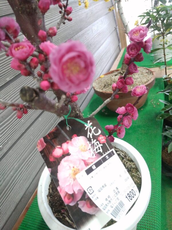 【福岡県糸島市】福ふくの里：二丈福吉の直売所・産直所