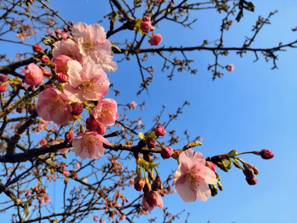 【福岡県糸島市】福ふくの里：二丈福吉の直売所・産直所
