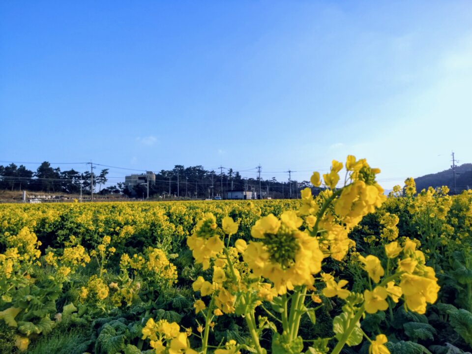 【福岡県糸島市】福ふくの里：二丈福吉の直売所・産直所