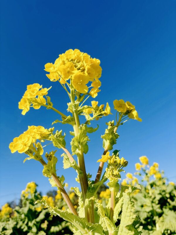 【福岡県糸島市】福ふくの里：二丈福吉の直売所・産直所