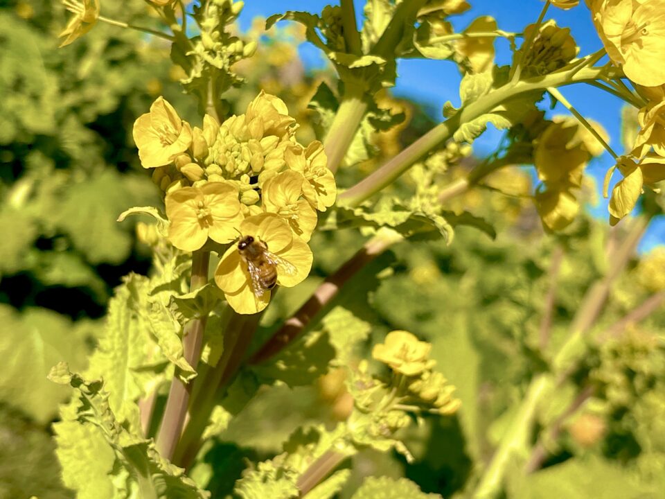【福岡県糸島市】福ふくの里：二丈福吉の直売所・産直所