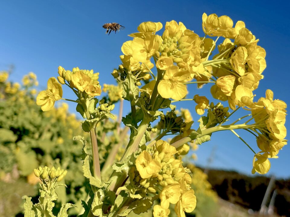 【福岡県糸島市】福ふくの里：二丈福吉の直売所・産直所