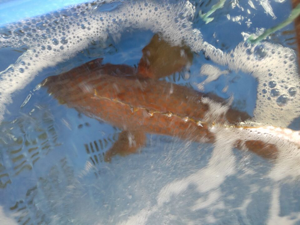 【福岡県糸島市】福ふくの里：二丈福吉の直売所・産直所