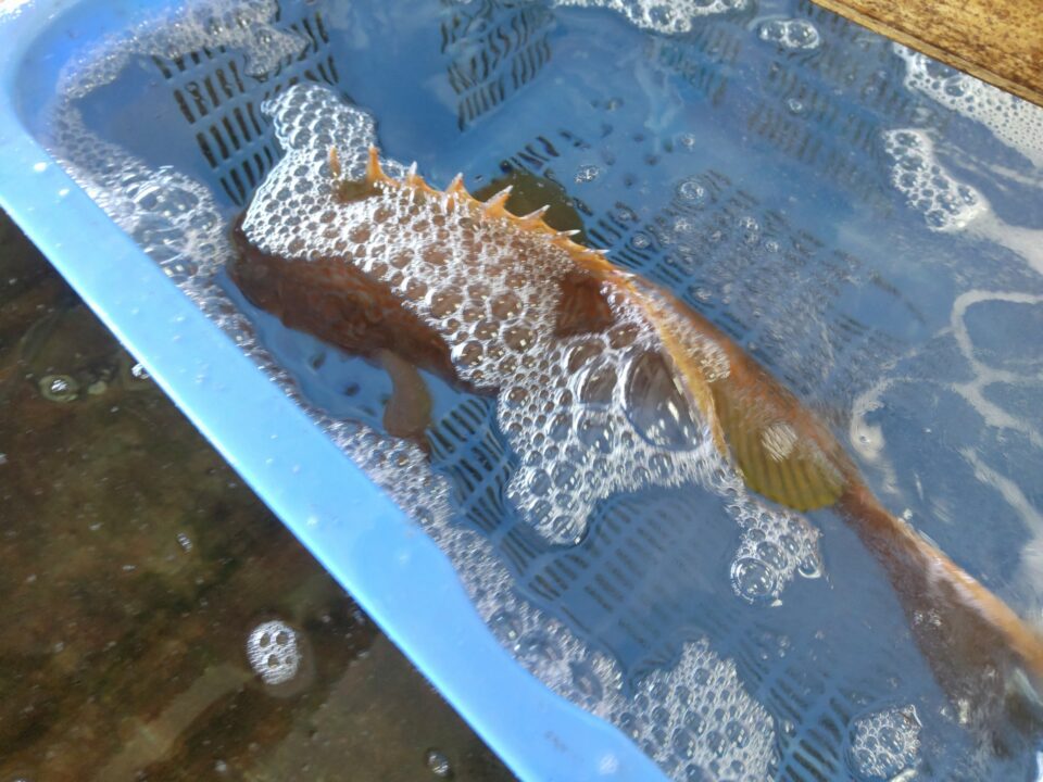 【福岡県糸島市】福ふくの里：二丈福吉の直売所・産直所