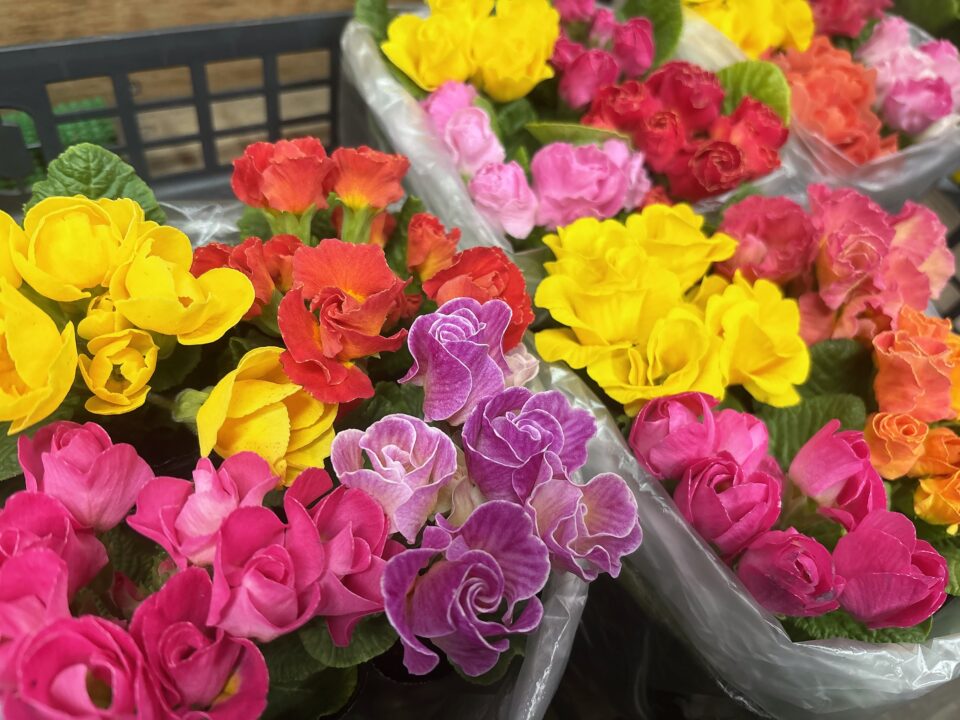 【福岡県糸島市】福ふくの里：二丈福吉の直売所・産直所