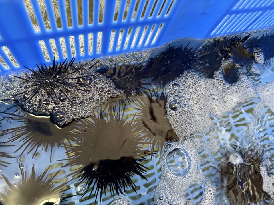 【福岡県糸島市】福ふくの里：二丈福吉の直売所・産直所