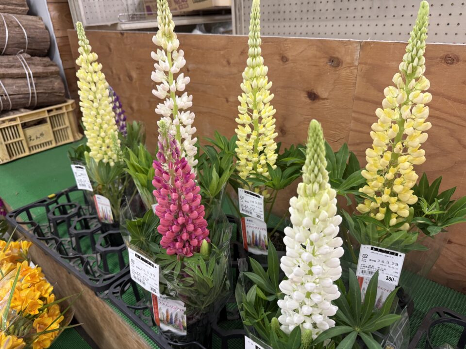 【福岡県糸島市】福ふくの里：二丈福吉の直売所・産直所