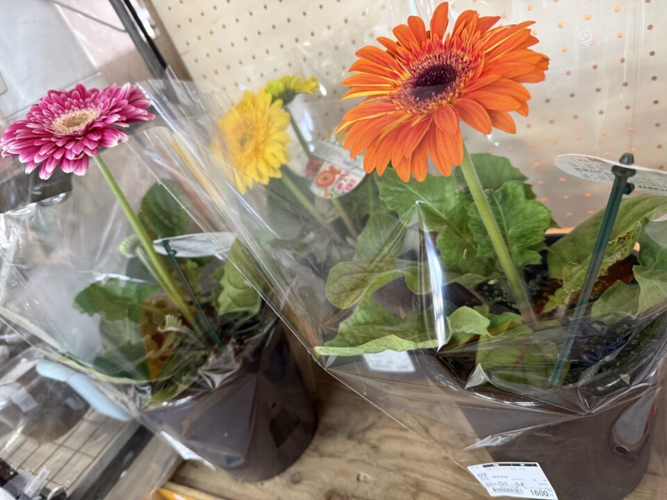 【福岡県糸島市】福ふくの里：二丈福吉の直売所・産直所