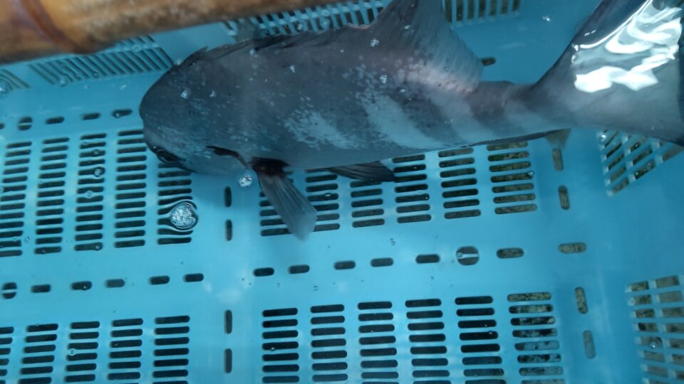 【福岡県糸島市】福ふくの里：二丈福吉の直売所・産直所