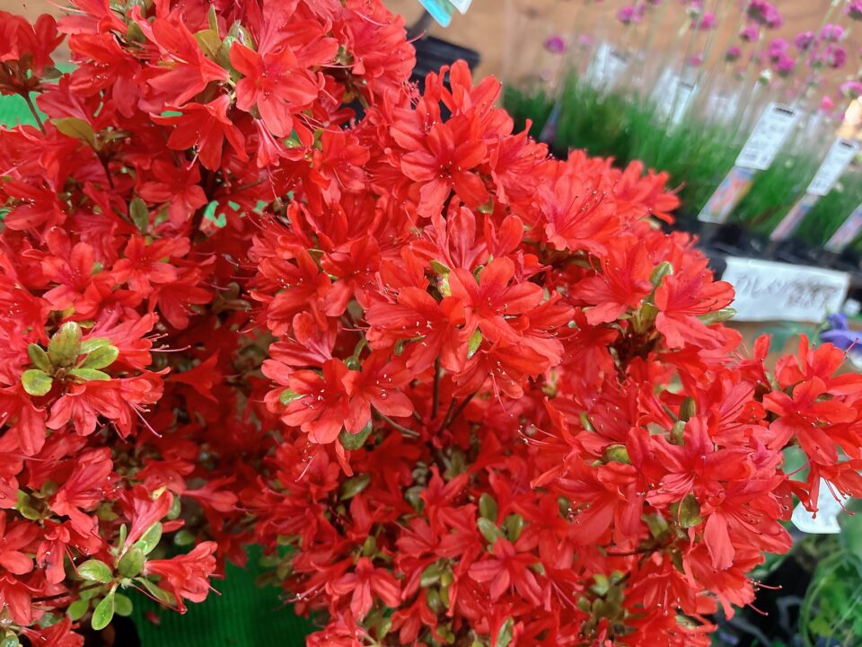 【福岡県糸島市】福ふくの里：二丈福吉の直売所・産直所