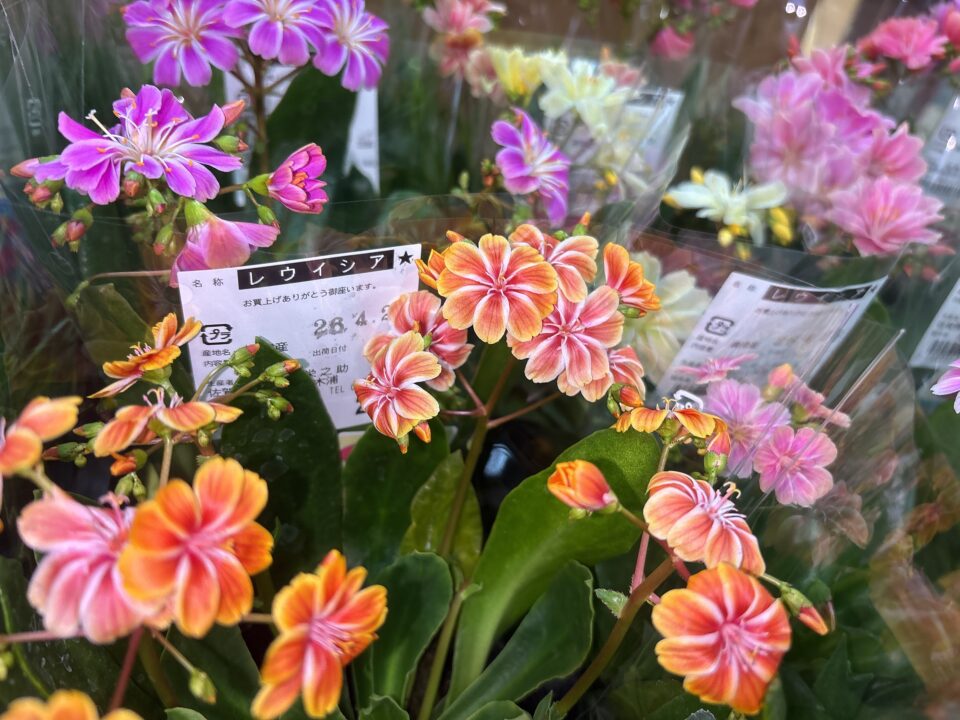 【福岡県糸島市】福ふくの里：二丈福吉の直売所・産直所