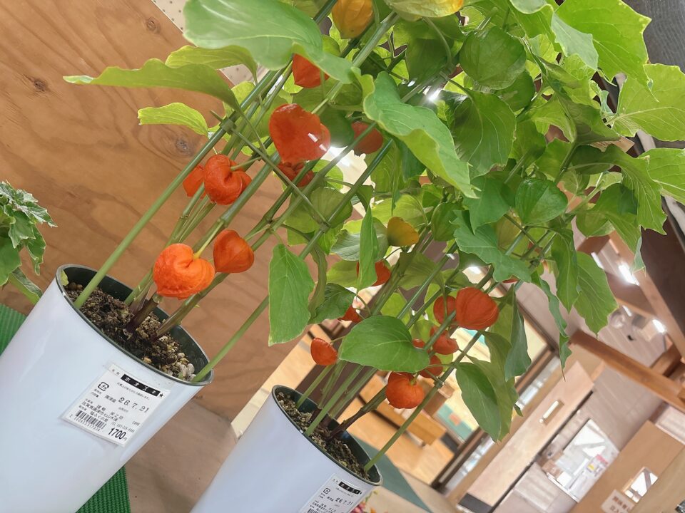 【福岡県糸島市】福ふくの里：二丈福吉の直売所・産直所