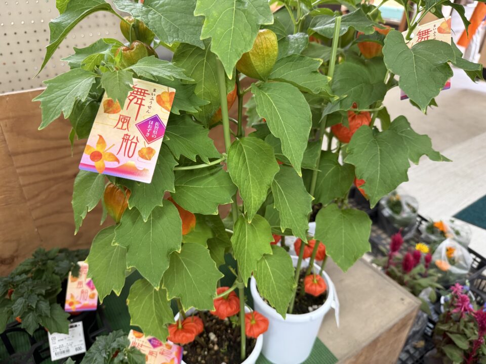 【福岡県糸島市】福ふくの里：二丈福吉の直売所・産直所