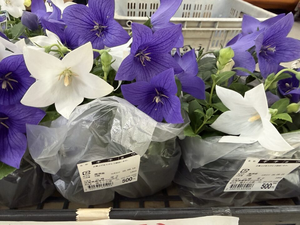 【福岡県糸島市】福ふくの里：二丈福吉の直売所・産直所